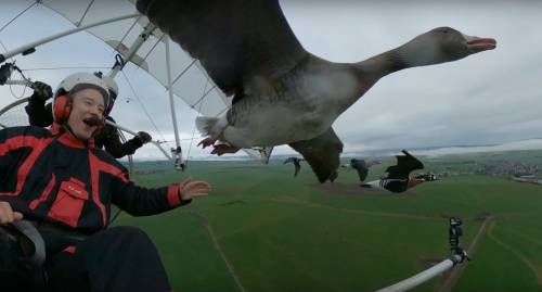 A Conservationist Teaches Geese to Use Safer Migration Routes by Flying With Them Across Europe