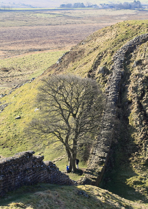 geologicaltravels:2013: Hadrians Wall on the Highshield Crags, which are a very scenic outcrop of Ca