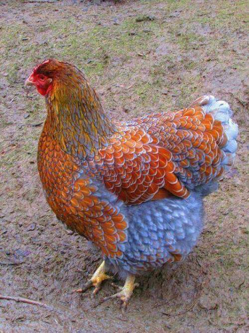 psychoactivelectricity:  A Blue Laced Red Wyandotte