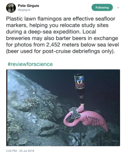 gallusrostromegalus: squidscientistas:  Scientists: They love beer-guzzling pink flamingos, just like us @mbari-blog  1. Of course it’s the MBARI Team2. I love that he has a bow tie 