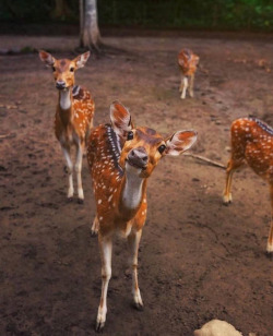 awwww-cute:  Hello there Bambi (Source: https://ift.tt/2nvBtFn)