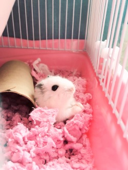 sushimoe: got a new hammy, meet taro!  ♡   