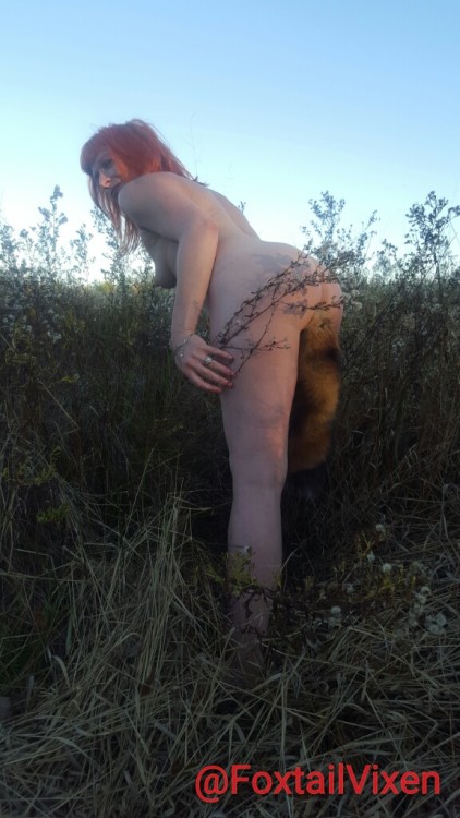 foxtailvixen:  Fox Exploring the Field
