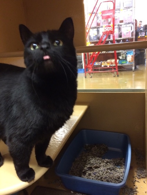 thescholarlystrumpet:I got to play with rescue kitties today and the blep was strong with this sweet