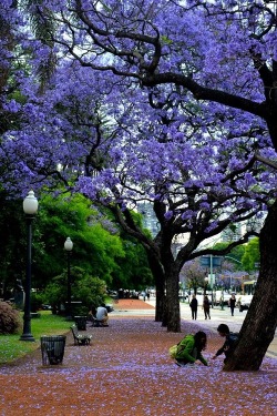 wolverxne:  Spring in Buenos Aires by Tiago