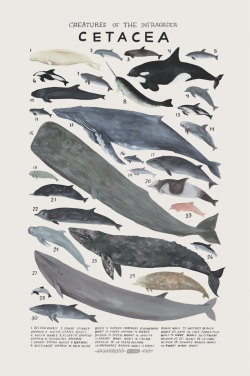 sosuperawesome:  Animal Species Illustration Posters by Kelsey Oseid on Etsy More like this  