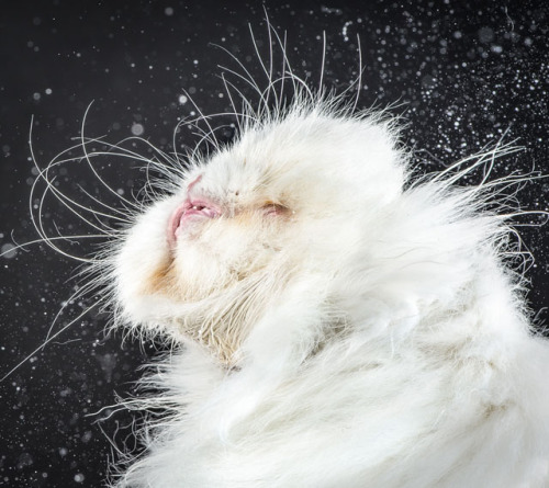 cornerof5thandvermouth:tht1chck:bobbycaputo:Portraits of Cats Shaking Themselves Clean Photographed 