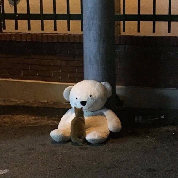 OMG The bears smile makes the whole picture 