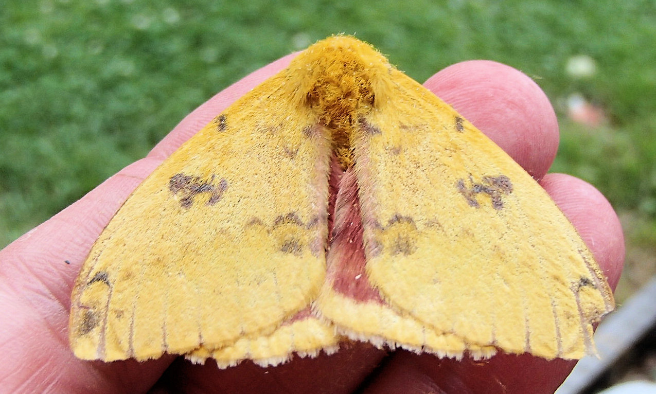 britsnana2:  6/12/15 Lepidoptera - Automeris Species io (Io Moth - Hodges#7746) Other