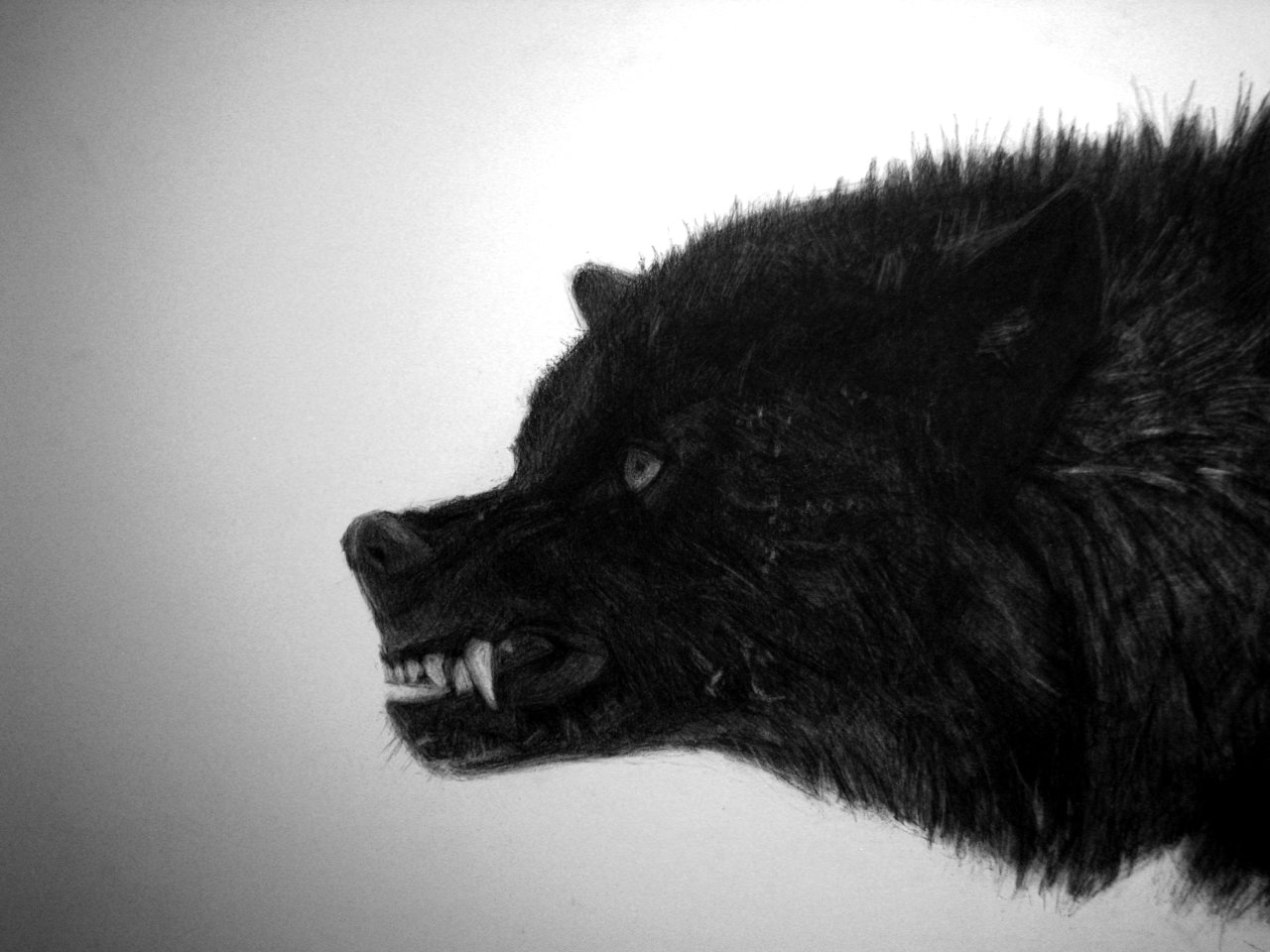 kellyblevins:  &ldquo;Black Wolf&rdquo; by: Kelly Blevins 20” x 24”,