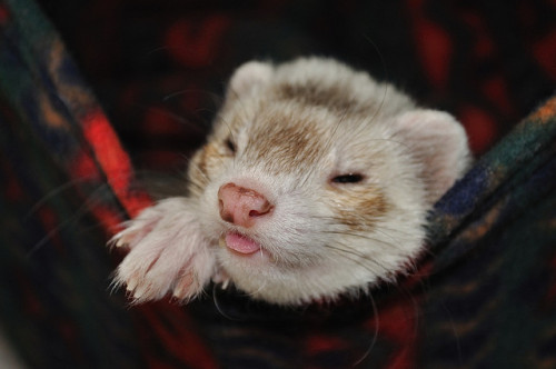 cannonball-the-ferret: mrpaws: Happy Ferret Tongues. Bumblebee bleeps