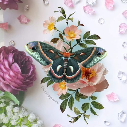 ✨ Design Available ✨ Floral moth design available for when my books open again in October. - Minimu