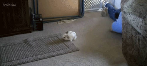 twerkforyoutube:  BUNNIES THO.              ilysm    masterdean94