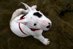 bullterrierlove:  doubt by kunoan on Flickr.