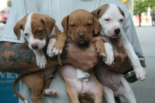thebabyanimals:  beautiful blog full of baby animals!