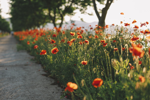 2022-05-21Opium PoppyCanon EOS R3 + RF50mm f1.2L