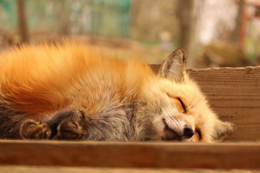 mouhitorinoboku:  ultrafacts:linkkers:rudolphsb9:boredpanda:Fox Village In Japan