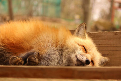 boredpanda:Fox Village In Japan Is Probably The Cutest Place On EarthHOXES!  All the hoxes!  I ded!