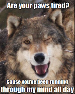 wolveswolves:Valentine wolves III(Valentine