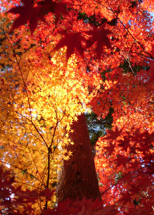 de-preciated: Momiji 照り葉 (by mboogiedown) When the sun rays hit the red leaves and make them glitter