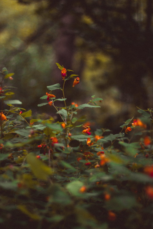 rabbitinthemeadow: A soft September wind rolls through the meadowAs crimson spangled boughs shudder 