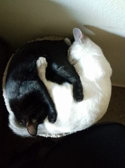 awwww-cute:  Yin and Yang (Source: https://ift.tt/2I20uQC)