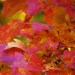thingssthatmakemewet:Shot some of my favorite fall foliage photos to date and I can&rsquo;t