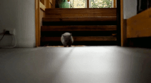 d0nn0: anna-ban-anna:   d0nn0:  anyone got a nice pic of a baby tiger they wanna