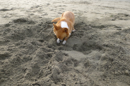 chubbythecorgi:  We stopped at Dillon Beach on the way to Mendocino. At this dog beach, Chubby dug t