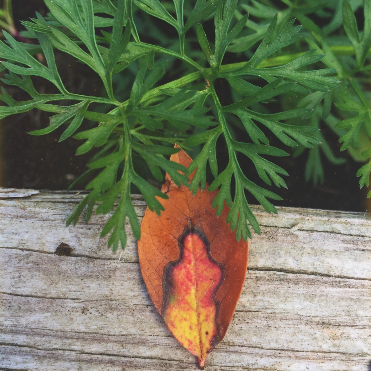 here-on-the-hillside:  Found Mother while working in the garden today.~🍂❤️🌿✨