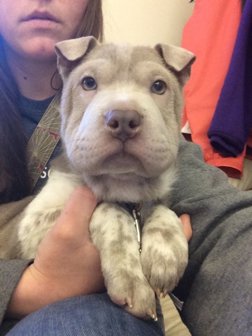Meet sir! A Shar pei mix at the humane society where I intern (central il)