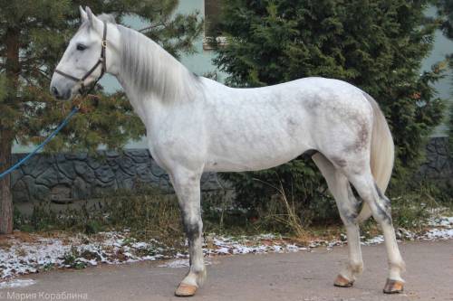 Orlov Trotter stallion Positive