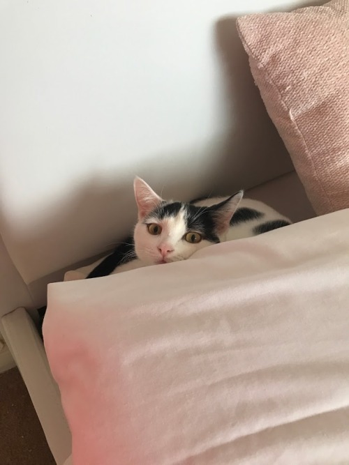 dirtymagicdeeds:Luna was the smallest of the litter, and her evil face is deceptive. She is sweet, a