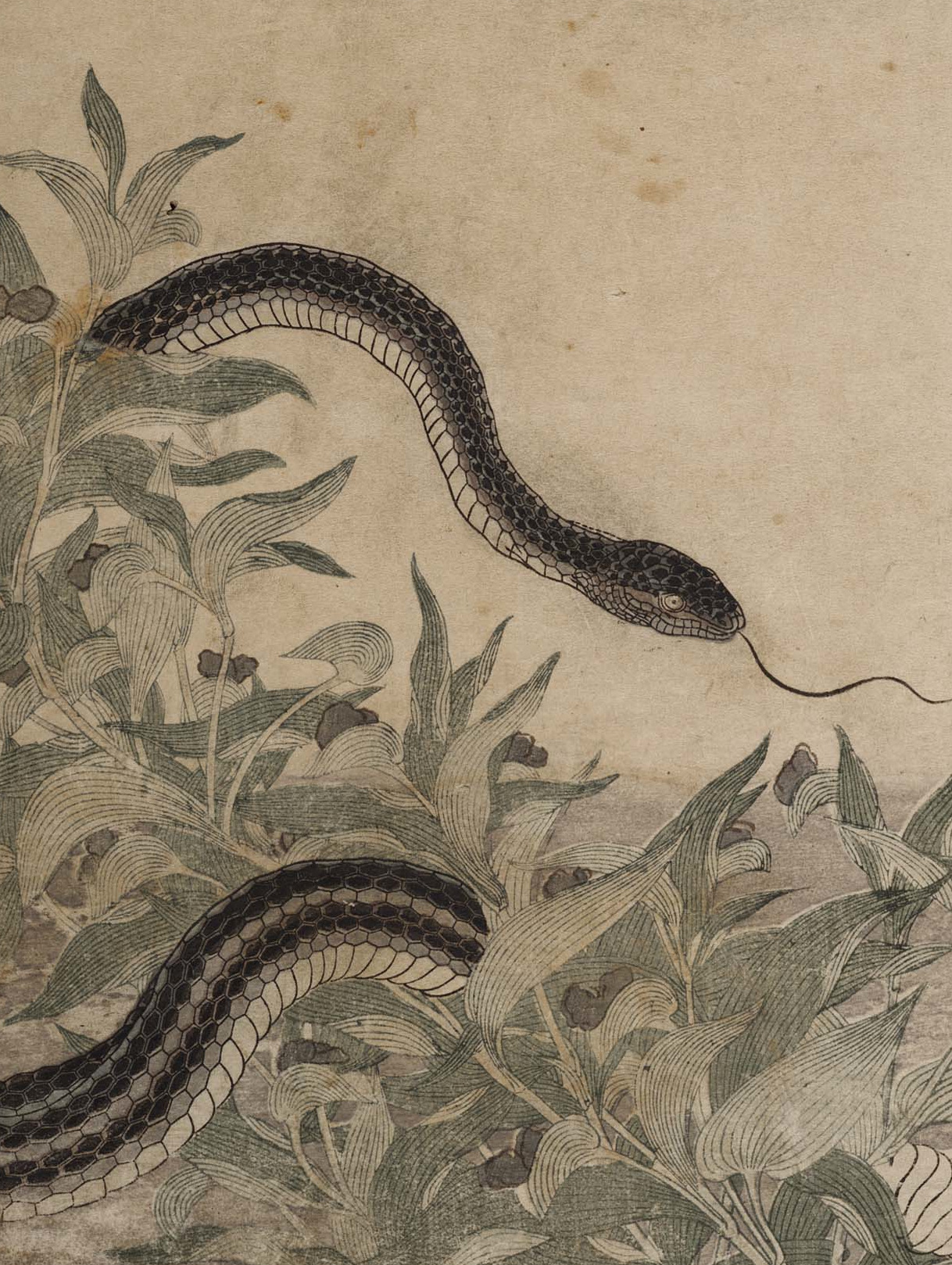 clawmarks:Utamaro Kitagawa - Ehon mushi erami - 1823 - via University of Wisconsin