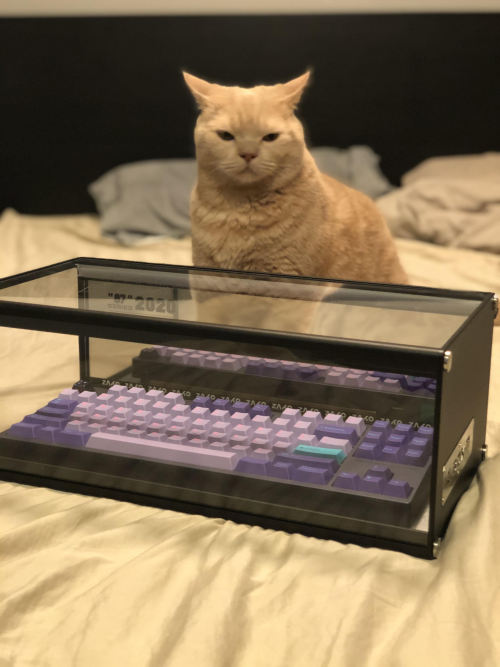 Yournewkeyboard: “Zako Box - My Way To Keep This Little Poop Away From My Keeb”