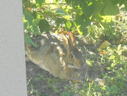 check out my bunny friend that lives in my backyard, imma call it Hana from now on