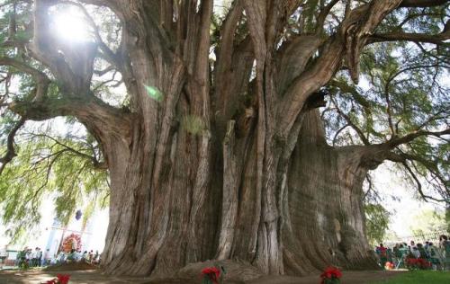 sixpenceee:Arbol del Tule: This Montezuma porn pictures