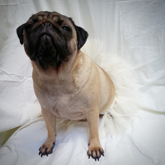 ilovepugs4ever:  Follow Dog Quotes.
