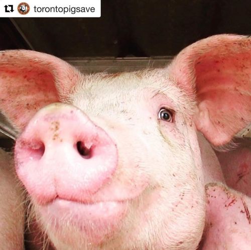 You were so beautiful.. #Repost @torontopigsave ・・・ Please don’t hurt me!  call to action: shu