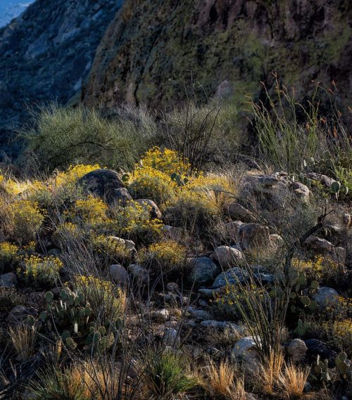 Brittlebush  . . . . #catalinastatepark #visittucson #arizona #azstateparks #azvistas #hikearizona #