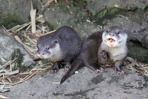 maggielovesotters:  New photos of Asian small clawed otter pups from Auckland Zoo - the siblings are call Kalaya and Chet! I want to cuddle them so much!   Photos from Zooborns.com (please don’t delete credit)