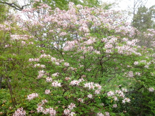 lesliegale:  Native swamp azalea,  Rhododendron viscosum, and pinxterbloom azalea, Rhododendron periclymenoides, 7 May 2014.