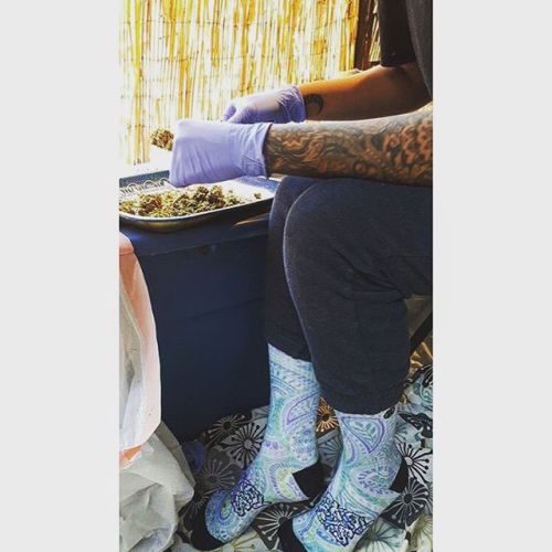 @_fredotraptana trimming some herbal in a fresh pair of #SmokeySocks              #smokeysockmovemen