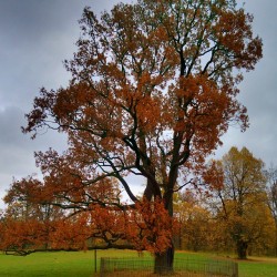 #Old #oak /#Gatchina #imperial #park #spb #Russia / #photorussia #tree #trees #Гатчина #Старый #дуб в императорском парке #Россия