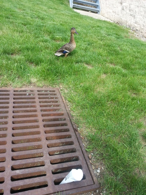 sweet-bitsy:  breanieswordvomit:  caffeinated-zombie:  So, in the middle of everything today, we ran across a hellaciously distressed momma mallard and a bunch of her baby ducks that had fallen down a sewer grate. Another guy was already trying to fish