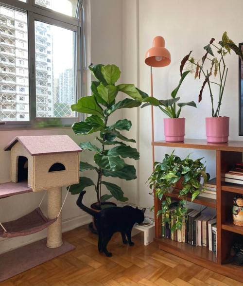 my living room plants & cats corner via https://ift.tt/cq8o7hD