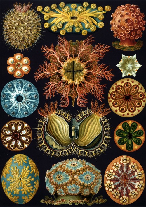 Ernst Haeckel, Kunstformen der Natur : Art Forms of Nature (Lithographic and Autotype prints), Published in sets of ten between 1899 and 1904.