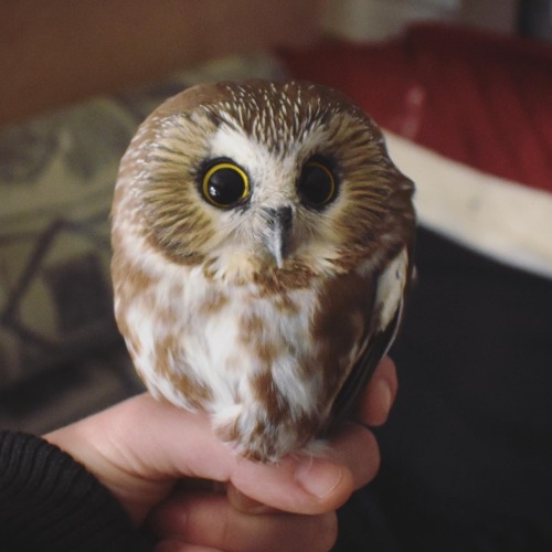 Northern Saw-whet Owl (Aegolius acadicus)