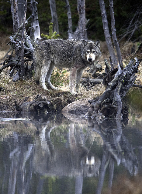 egosumlibertatem:  wolf reflection in yellowstone by Steve Courson on Flickr. 