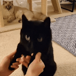 Blep, Hello